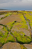 'Green Rocks On Fanore Beach In The Burren Region; County Clare, Ireland'