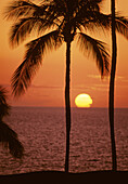 Palm Trees Silhouetted By Big Bright Yellow Sunball Sinking Into The Ocean, Red Sunset Sky