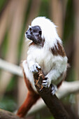 'A Cotton-Top Tamarin Monkey (Saguinus Oedipus) At The Singapore Zoo; Singapore'