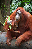 'A Mother Orangutan Eats Vegetables With Her Baby At The Singapore Zoo; Singapore'