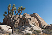 'Yucca Tree In Desert With Rounded Rock Formation And Deep Blue Sky; Palm Springs, California, United States of America'