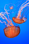 'Sea Nettles (Chrysaora Fuscescens) In Monterey Bay Aquarium Display; Monterey, California, United States of America'