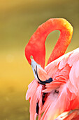 'Caribbean Flamingo (Phoenicopterus Rube) At The San Diego Zoo; San Diego California United States Of Americ'