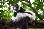 'A White-And-Black Ruffed Lemur (Varecia Variegata) At The Singapore Zoo; Singapore'