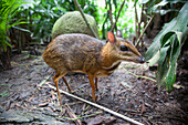 'An Asian Mouse Deer (Tragulidae) At The Singapore Zoo; Singapore'