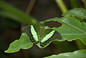 'Butterfly On A Green Leaf; Niagara Falls, Ontario, Canada'