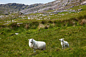 'Sheep Grazing In Healy Pass; County Cork, Ireland'