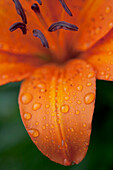 'Close-Up Of Orange Lily Flower After Rain; Beads Of Water On Petals'