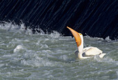 'White Pelican (Pelecanus Erythrorhynchos) Catches Fish; Saskatchewan, Canada'