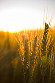 Close-Up Of Wheat At Sunset, Saskatachewan, Canada