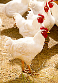 Domestic Free-Range Chickens, Saskatchewan, Canada