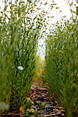 Flax Stalks And Blossoms, Saskatchewan, Canada