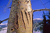 Grizzly Bear Claw Marks On Tree, Whistler Mountain