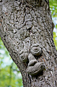 Tree Trunk With Eyes, Nose, And Mouth, Burlington, Ontario.