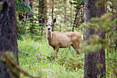 Mule Deer (Odocoileus Hemionus) Near Maligne Lake, Jasper National Park, Alberta, Canada