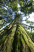 Rainforest, Cathedral Grove, Bc, Canada