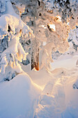 View Of Path And Snow-Covered Trees At Sunrise, Quebec, Canada