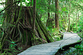 Trail In Lynn Headwaters Park, North Vancouver, British Columbia, Canada