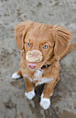 Brown Dog Seated With Biscuit On Nose, Canada, Alberta