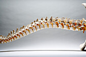 Skeleton Of A Spine