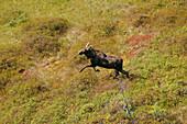 Helicopter View Of A Moose, Quebec