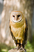 Barn Owl (Tyto Alba), Alberta Bird Of Prey Centre, Coaldale, Alberta, Canada. This Centre Rehabilitates Injured Birds And Releases Them Back To The Wild Whenever Possible.