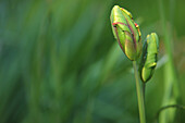 'A Tulip Bud Against Bed Of Green Grass; Troutdale, Oregon, United States of America'