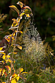 'Spider Web On A Plant Covered In Dew; Sault St. Marie, Ontario, Canada'