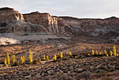 'Glen Canyon National Recreation Area; Utah, United States of America'