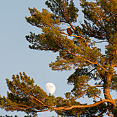 'A Hawk Sits In A Tree With The Moon In A Blue Sky; Lake Of The Woods, Ontario, Canada'