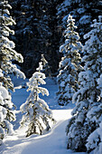 'Snow Covered Evergreen Trees With One Strongly Back Lit And Others In The Shade; Alberta, Canada'
