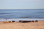 'Cows Walking On The Beach; Northumberland, England'