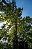 'Sunlight Shining Through The Trees; Oslo, Norway'