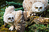 'Baby Great Horned Owls (Bubo Virginianus); Leduc County, Alberta, Canada'