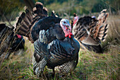 'Turkeys; Salt Spring Island, British Columbia, Canada'