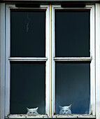 'Two Cats Peering Out The Window; Gatehouse Of Fleet, Dumfries, Scotland'
