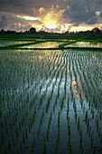 'Rice Fields Near Ubud; Bali, Indonesia'