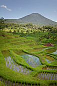 'Rice Fields; Jatiluwih, Bali, Indonesia'