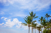 'Palm Trees Against A Blue Sky With Clouds; Punta Cana, La Altagracia, Dominican Republic'