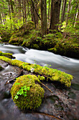 'Still Creek In Mount Hood National Forest In The Oregon Cascade Mountains; Oregon, United States of America'