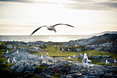 'Seagulls sitting on a rock on the coast;Race rocks island british columbia canada'