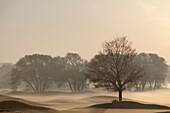 'Trees On Golf Course At Sunrise On A Misty Autumn Morning; Caledon, Ontario, Canada'