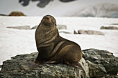 'Antarctic fur seal (arctocephalus gazella);Antarctica'