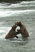'Brown bears (ursus arctos) sparing for salmon fishing position at brooks camp in katmai national park;Alaska united states of america'