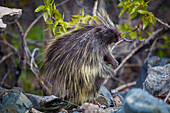 'Profile of a common porcupine (erethizon dorsatum);Carcross yukon canada'