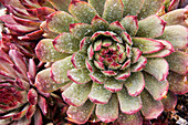 'Close up of hen and chicks plant with rain drops;Calgary alberta canada'