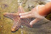 'A child's hand touching a starfish;Gold coast queensland australia'