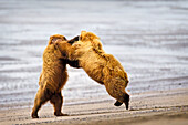 'Two brown bears fighting on a beach at lake clarke national park;Alaska united states of america'