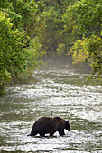 'Brown bear in water at fish creek;Hyder alaska united states of america'