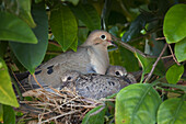 'Mother dove and two chicks sitting on their nest;Phoenix arizona united states of america'